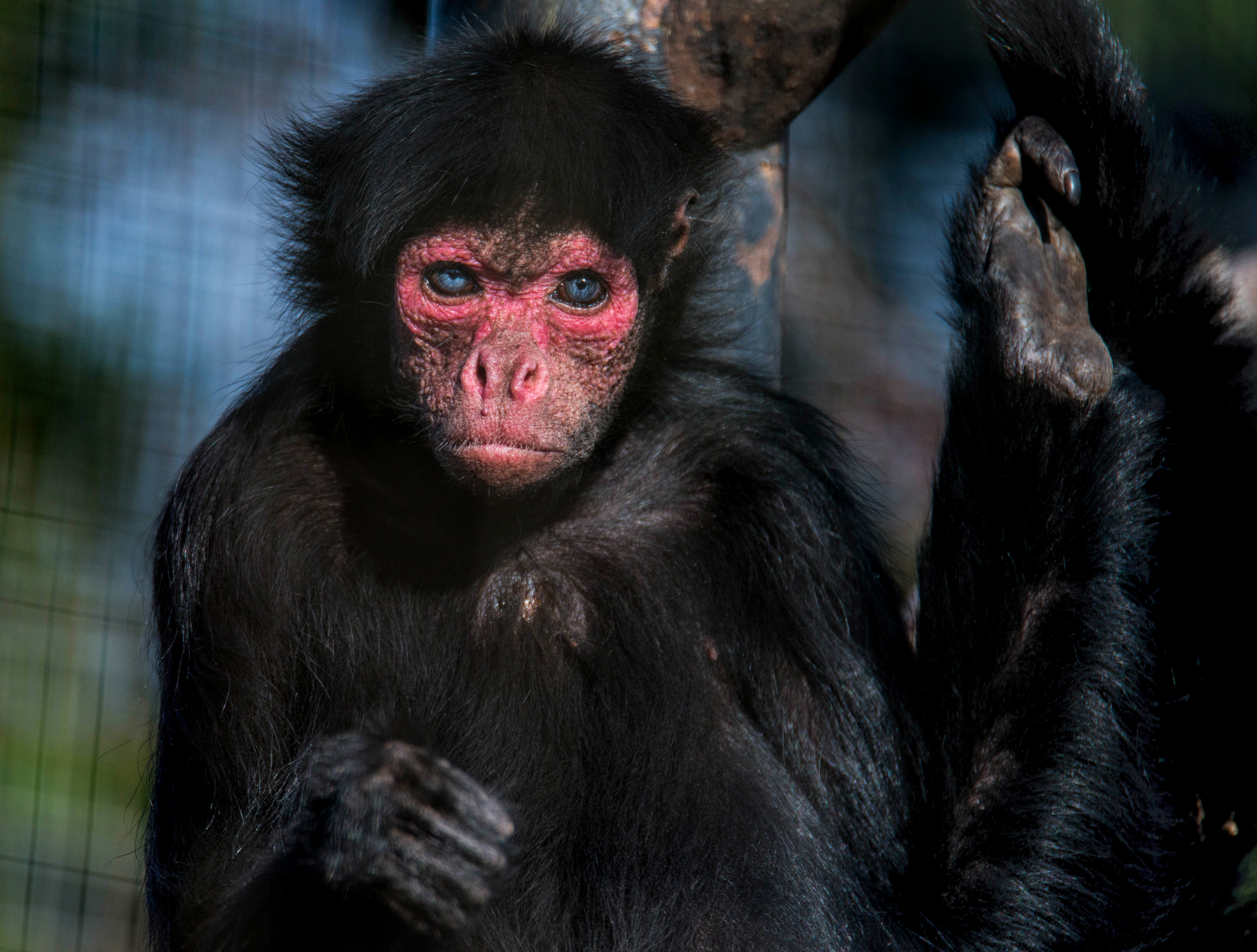 CT Scan Aids Accurate Care for Rare Species of Monkey