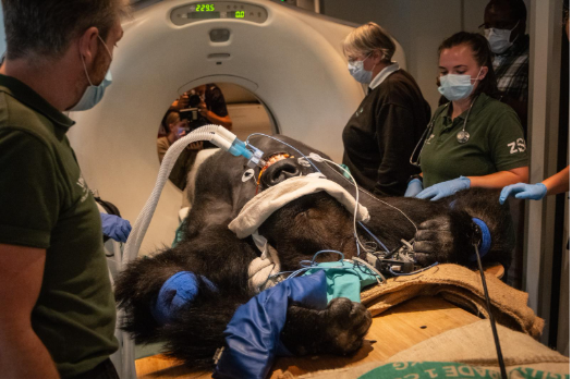 Collaborative CT Gives King Kiburi the All Clear